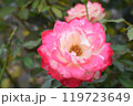 京成バラ園の秋バラ 119723649