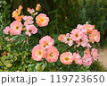 小ぶりな可愛い秋バラ　京成バラ園にて 119723650