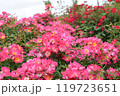 ピンクの秋バラがきれい　京成バラ園にて 119723651