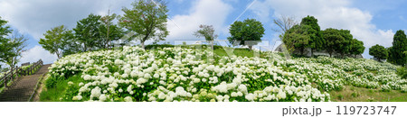 初夏の道の駅のアジサイ 119723747