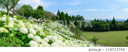初夏の道の駅のアジサイ 119723748