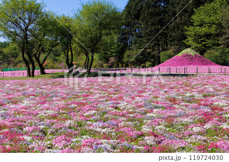 赤白ピンク色の美しい満開の芝桜 119724030