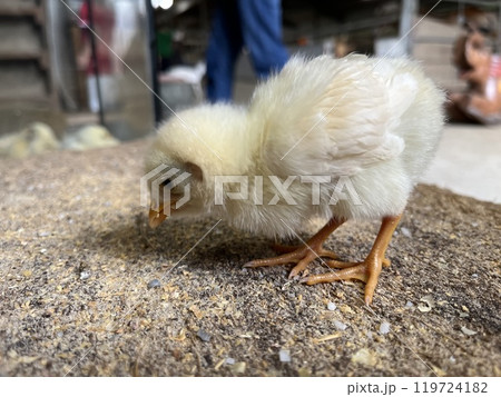 餌を啄むひよこ 119724182