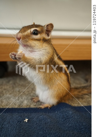立ち上がるシマリス 119724403