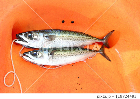 カヤックフィッシングの釣果、ゴマサバ2尾 カヤックフィッシングの釣果、ゴマサバ2尾 119724493