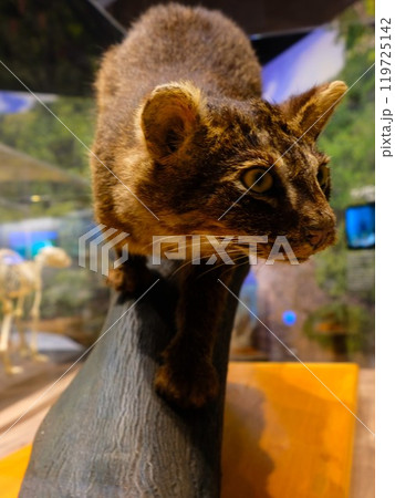 イリオモテヤマネコの剥製 119725142