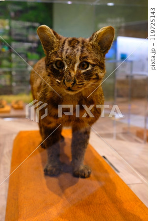 イリオモテヤマネコの剥製 119725143