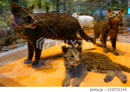 イリオモテヤマネコの剥製 119725144