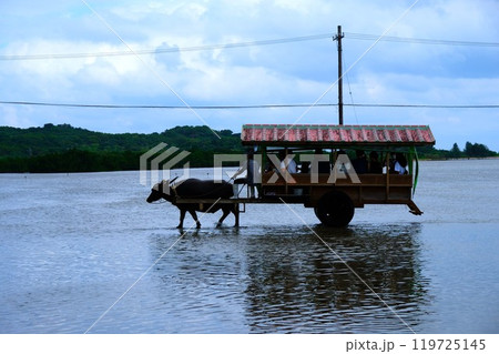 由布島水牛車 由布島水牛車 119725145