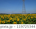 一面のひまわり　佐倉ふるさと広場にて 119725344