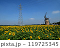 風車とひまわり畑　佐倉ふるさと広場にて 119725345