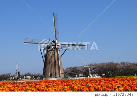 風車と青空とチューリップ 風車と青空とチューリップ 119725348