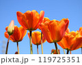 佐倉ふるさと広場　チューリップフェスタ 119725351