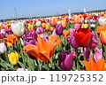 佐倉ふるさと広場のチューリップ畑 119725352