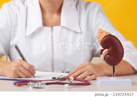 Doctor showing pen on plastic model human kidney closeup 119725417