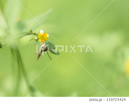 花の蜜を吸うイチモンジセセリ 花の蜜を吸うイチモンジセセリ 119725424