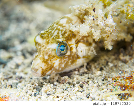 可愛いキタマクラ(フグ科)の幼魚。 神奈川県三浦市荒井浜 2024年6月 可愛いキタマクラ(フグ科)の幼魚。 神奈川県三浦市荒井浜 2024年6月 119725520