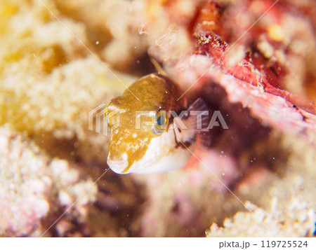 可愛いキタマクラ(フグ科)の幼魚。 神奈川県三浦市荒井浜 2024年6月 可愛いキタマクラ(フグ科)の幼魚。 神奈川県三浦市荒井浜 2024年6月 119725524