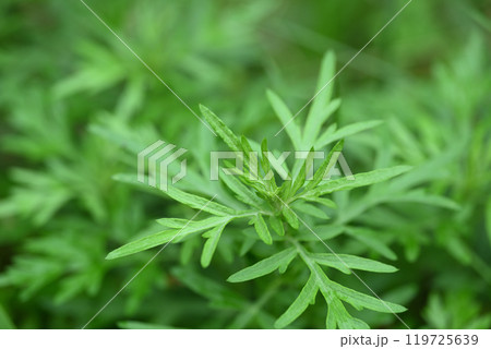 秋のヨモギ（蓬） 119725639