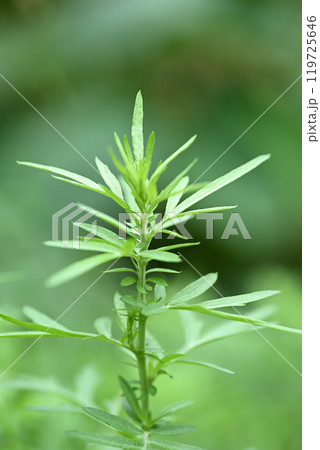 秋のヨモギ（蓬） 119725646