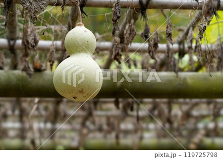 オオビョウタン 119725798