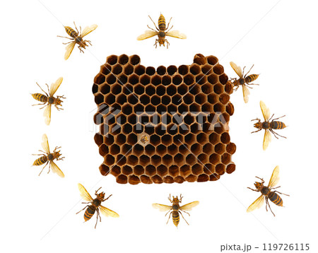 wasp nest with wasps isolated on white background 119726115