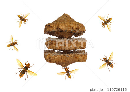 wasp nest with wasps isolated on white background 119726116