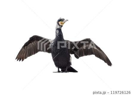cormorant with spread wings isolated on white background cormorant with spread wings isolated on white background 119726126