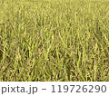 収穫間近の稲穂 119726290