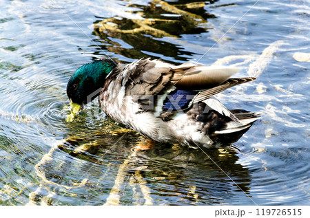 Duck in the water of the Banyolas pond, Girona Duck in the water of the Banyolas pond, Girona 119726515