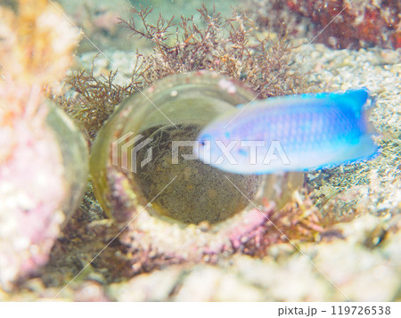 広口の漂流瓶に卵を産み付けた美しいソラスズメダイ（スズメダイ科）。 神奈川県三浦市荒井浜2024年 119726538