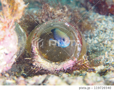 広口の漂流瓶に卵を産み付けた美しいソラスズメダイ（スズメダイ科）。 神奈川県三浦市荒井浜2024年 119726540