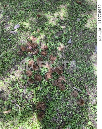 秋の風景、栗の落ちた地面 秋の風景、栗の落ちた地面 119726989