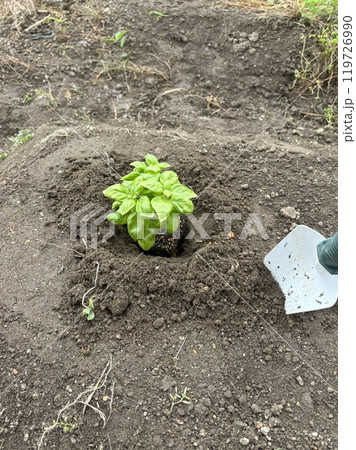 家庭菜園で苗を植える 119726990