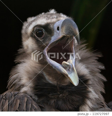 European Black vulture head portrait 119727097
