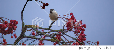 Cute bird The willow tit, song bird 119727101