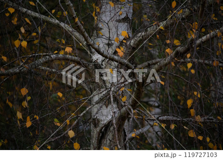 Birch tree forest, natural background Birch tree forest, natural background 119727103