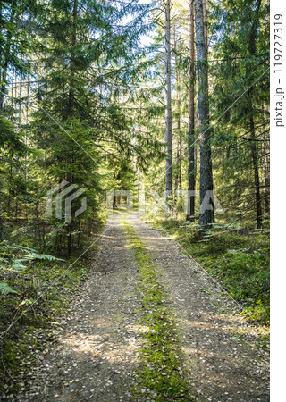 Forest dirt path. Forest and nature with empty road Forest dirt path. Forest and nature with empty road 119727319