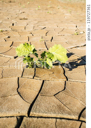 Cracked dry earth background. Heat, drought, climate change concept. Cracked dry earth background. Heat, drought, climate change concept. 119727361