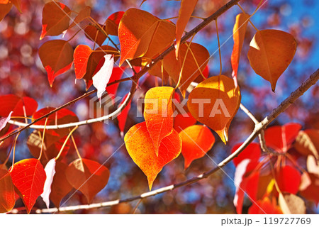 ナンキンハゼの紅葉（冬、十二月） 119727769