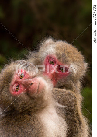 高崎山の猿 高崎山の猿 119727802