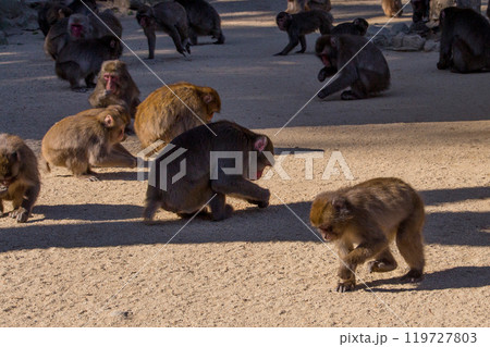 高崎山の猿 119727803