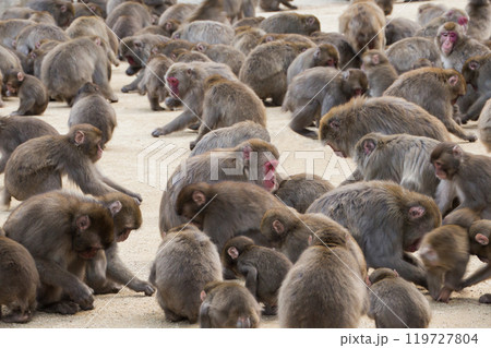 高崎山の猿 119727804