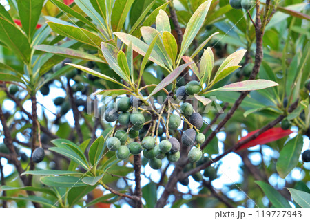 ホルトノキの実と赤い葉（冬、十二月） 119727943