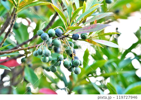 ホルトノキの実と赤い葉（冬、十二月） 119727946