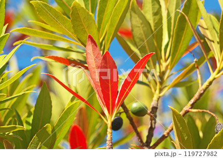 ホルトノキの赤い葉(冬、十二月) ホルトノキの赤い葉(冬、十二月) 119727982