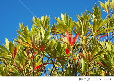 ホルトノキの赤い葉(冬、十二月) ホルトノキの赤い葉(冬、十二月) 119727983