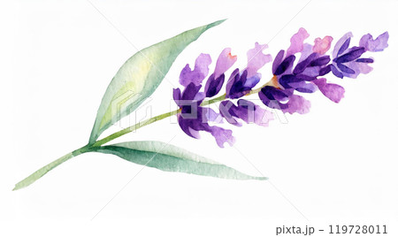 Lavender Watercolor Painting 119728011