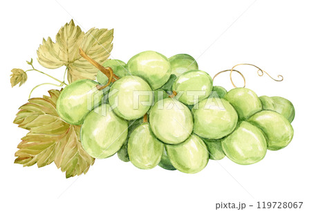 Watercolor branch with white grapes lies on the table. Illustration of green berries and leaves isolated on background. Berries for wine, juice, jam label. Clipart for winery, cafe, restaurant. 119728067