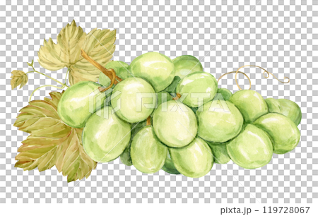 Watercolor branch with white grapes lies on the table. Illustration of green berries and leaves isolated on background. Berries for wine, juice, jam label. Clipart for winery, cafe, restaurant. 119728067
